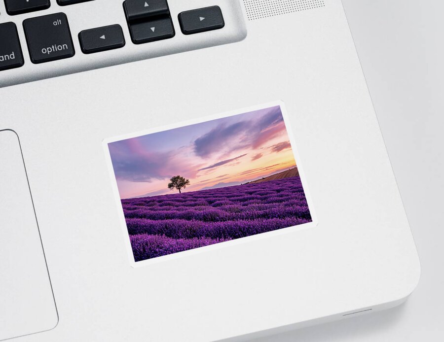 Lavender Sticker featuring the photograph Lavender field with a Lonely Tree and a Mountain in the Background at Sunset by Alexios Ntounas