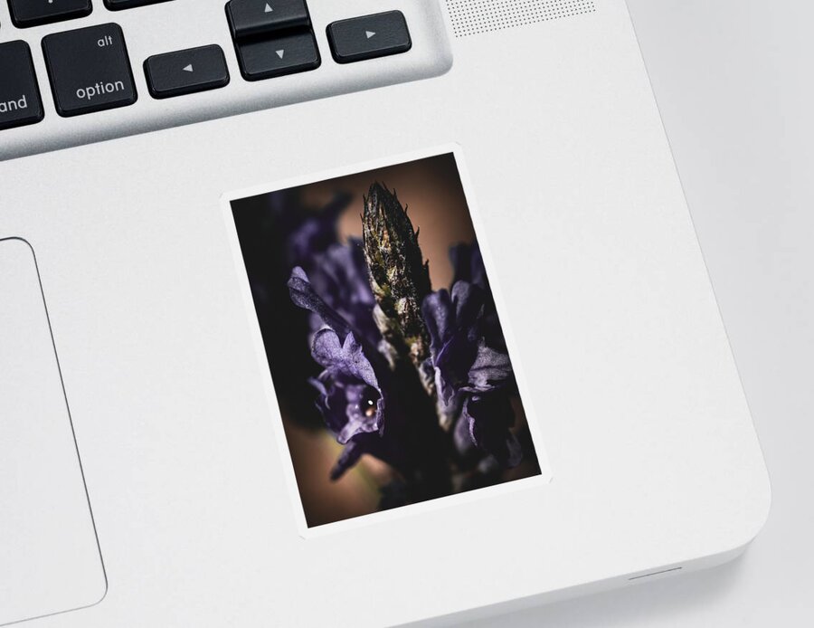 Flower Power Sticker featuring the photograph Lavender Haze by Bonny Puckett