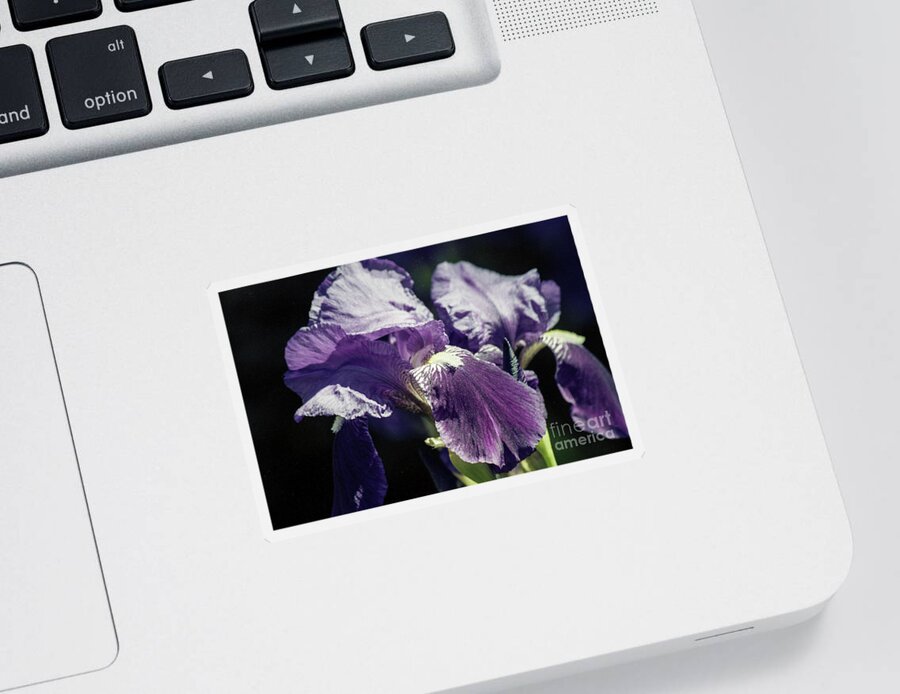 Iris Sticker featuring the photograph Lavender in Horizontal Format by Kathy McClure