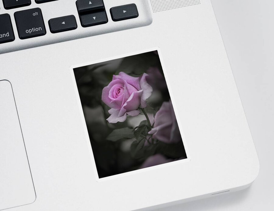 Rose Sticker featuring the photograph Lavender Rosebud Desaturated by Teresa Wilson