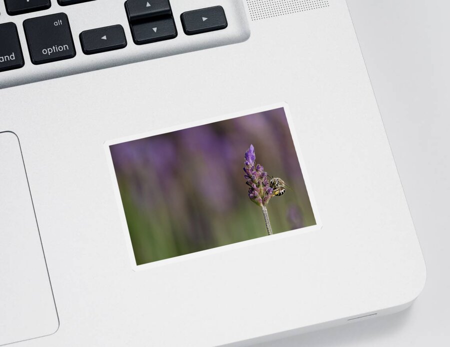 Lavender Sticker featuring the photograph Lavender Scented by Linda Villers