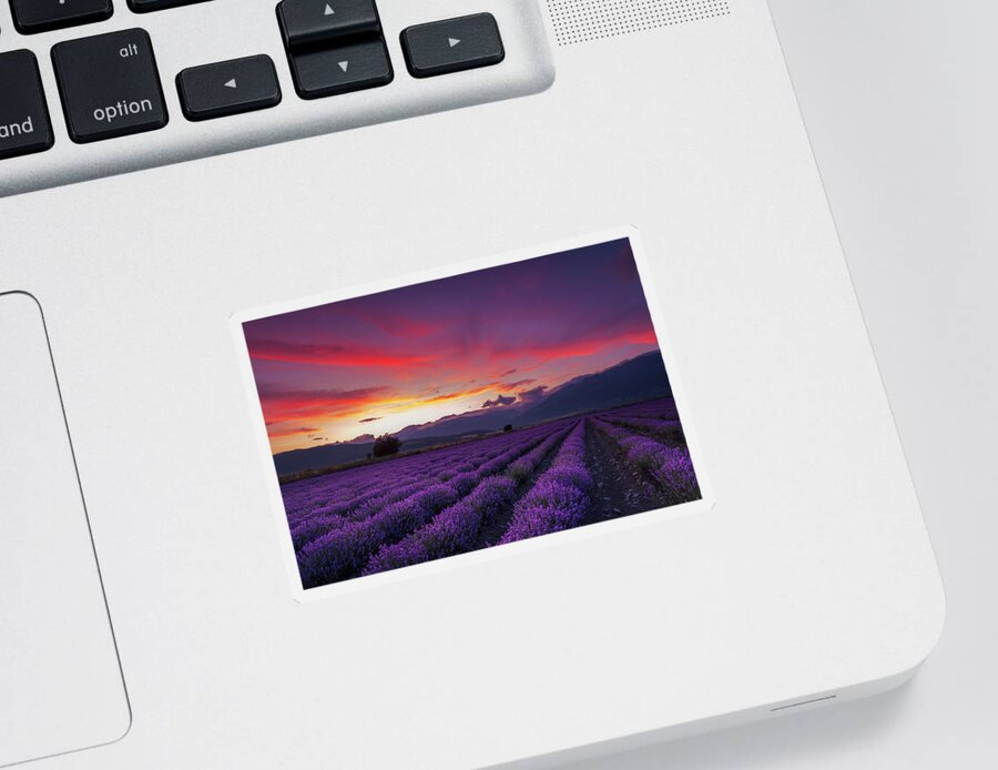 Dusk Sticker featuring the photograph Lavender Season by Evgeni Dinev