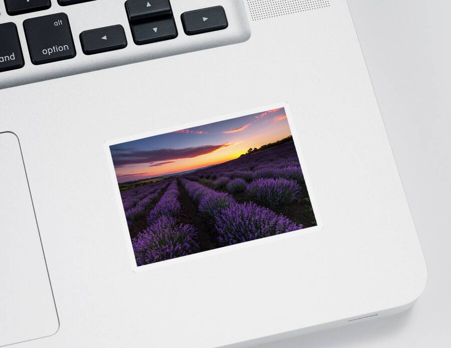 Bulgaria Sticker featuring the photograph Lavender Sky by Evgeni Dinev