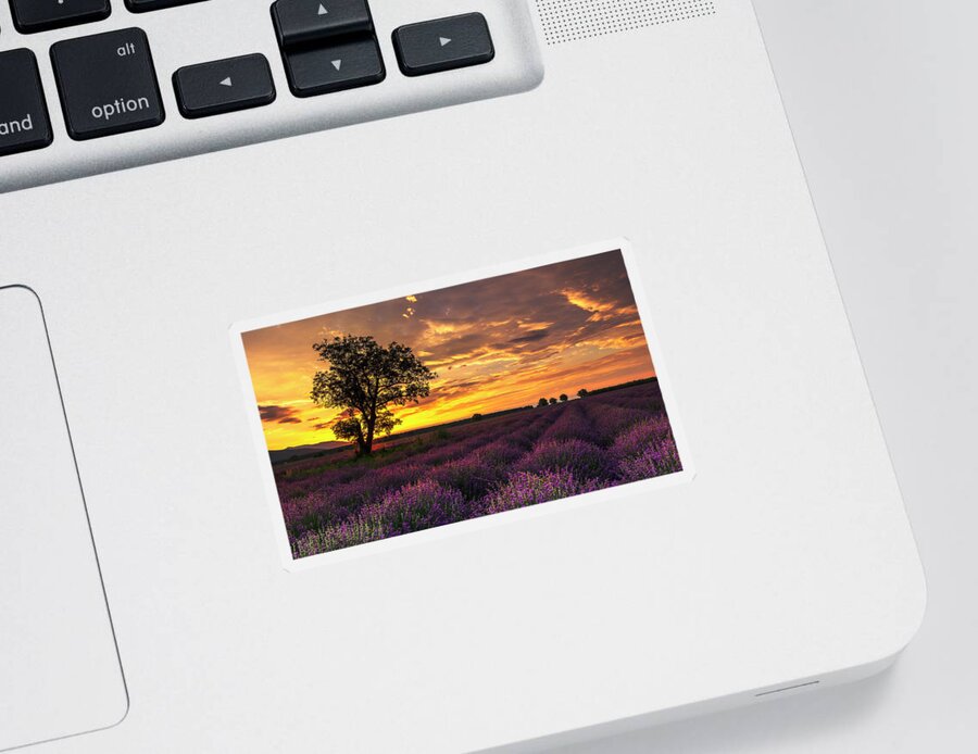 Bulgaria Sticker featuring the photograph Lavender Sunrise by Evgeni Dinev