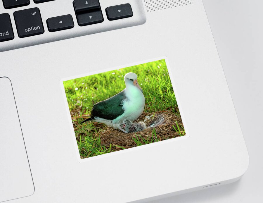 Kauai Sticker featuring the photograph Laysan Albatross and Chick X. by Doug Davidson