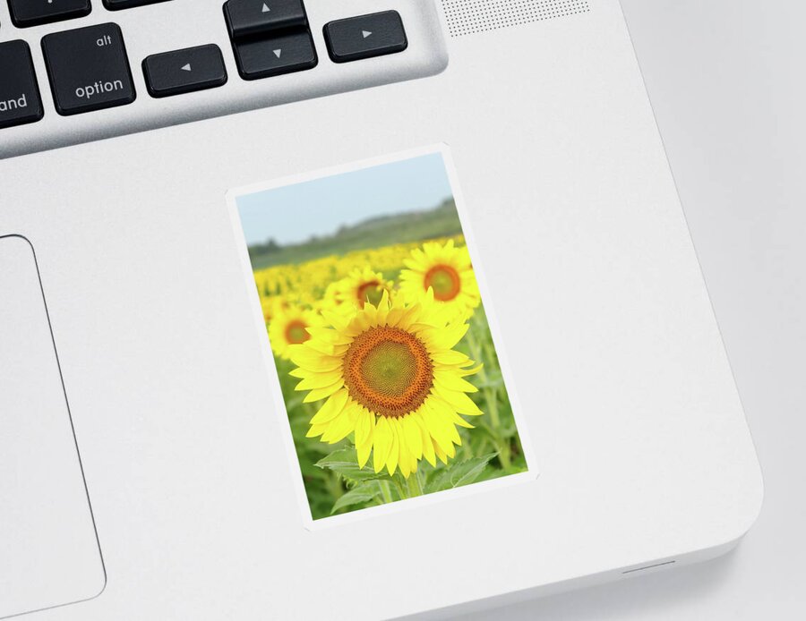 Sunflower Sticker featuring the photograph Leader Of The Pack by Lens Art Photography By Larry Trager