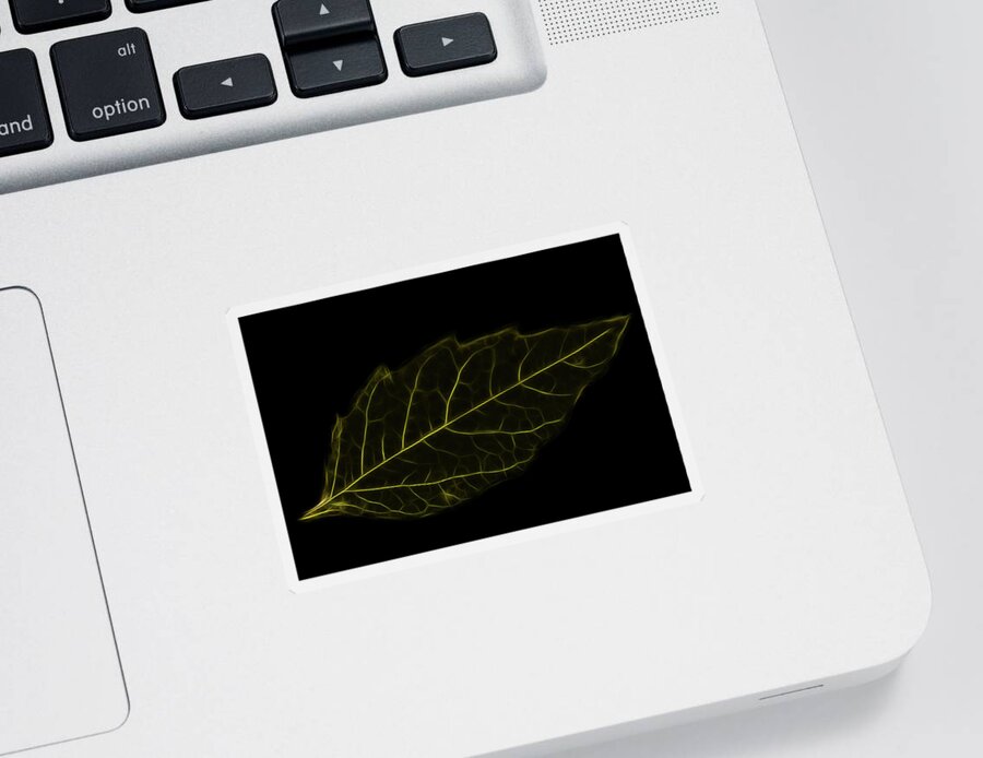 Leaf Sticker featuring the photograph Leaf Wire by Crystal Wightman