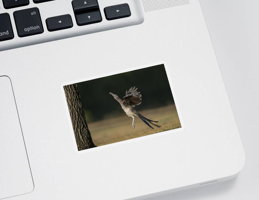 Greater Roadrunner Sticker featuring the photograph Leaping to feed by Puttaswamy Ravishankar