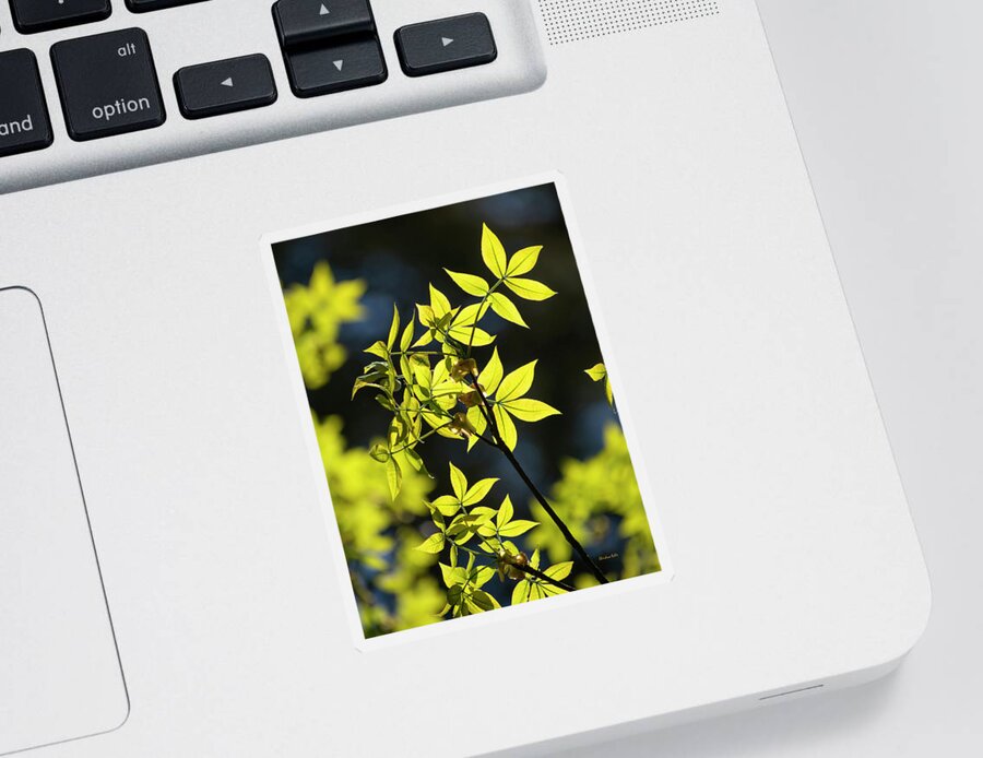 Leaves Sticker featuring the photograph Leaves In Spring Sunlight by Christina Rollo