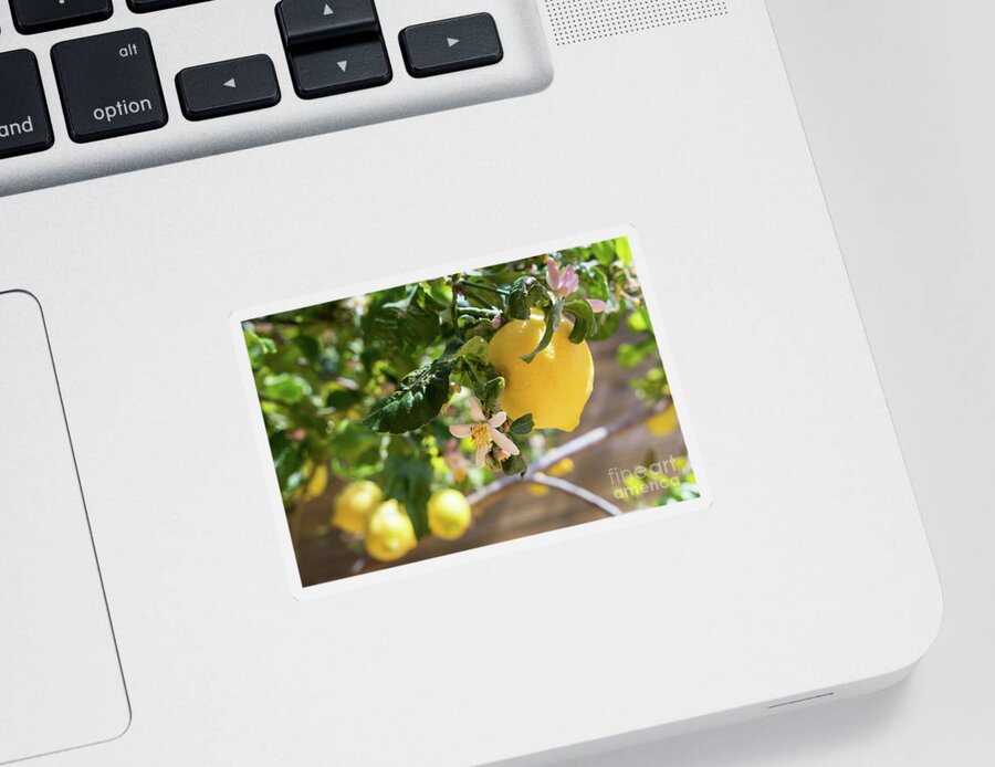 Lemon Tree Sticker featuring the photograph Lemon blossoms and lovely lemon in the Mediterranean garden by Adriana Mueller
