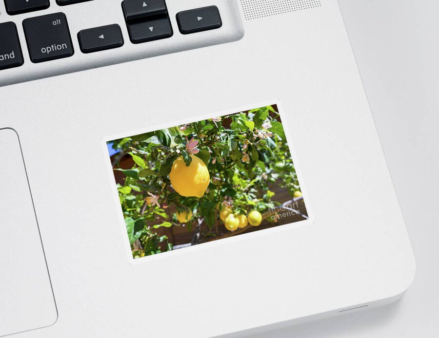 Lemon Tree Sticker featuring the photograph Blooming lemon tree in the Mediterranean garden by Adriana Mueller