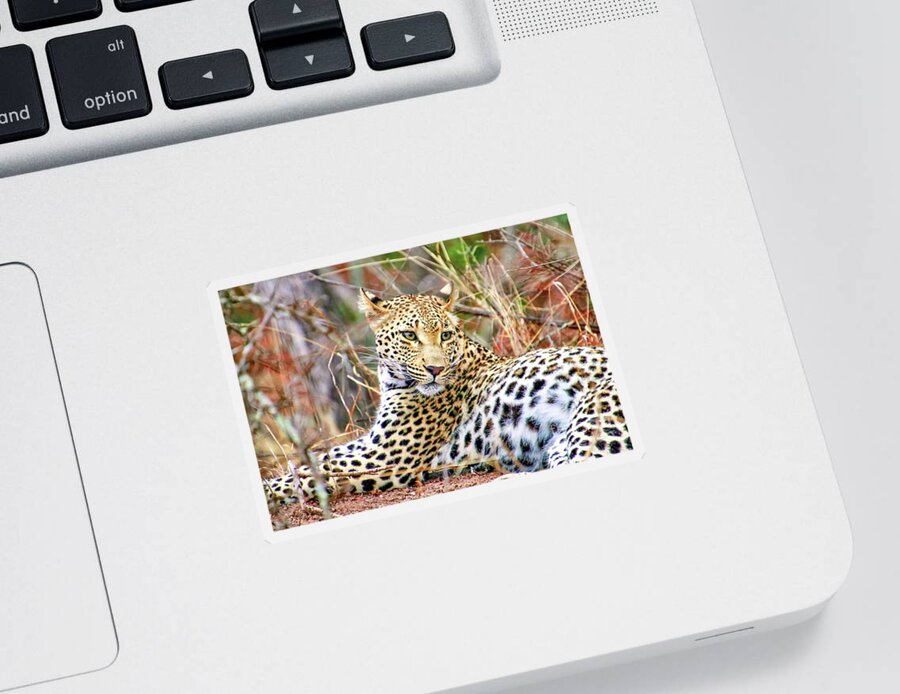Africa Sticker featuring the photograph Leopard 1 by Tom Watkins PVminer pixs