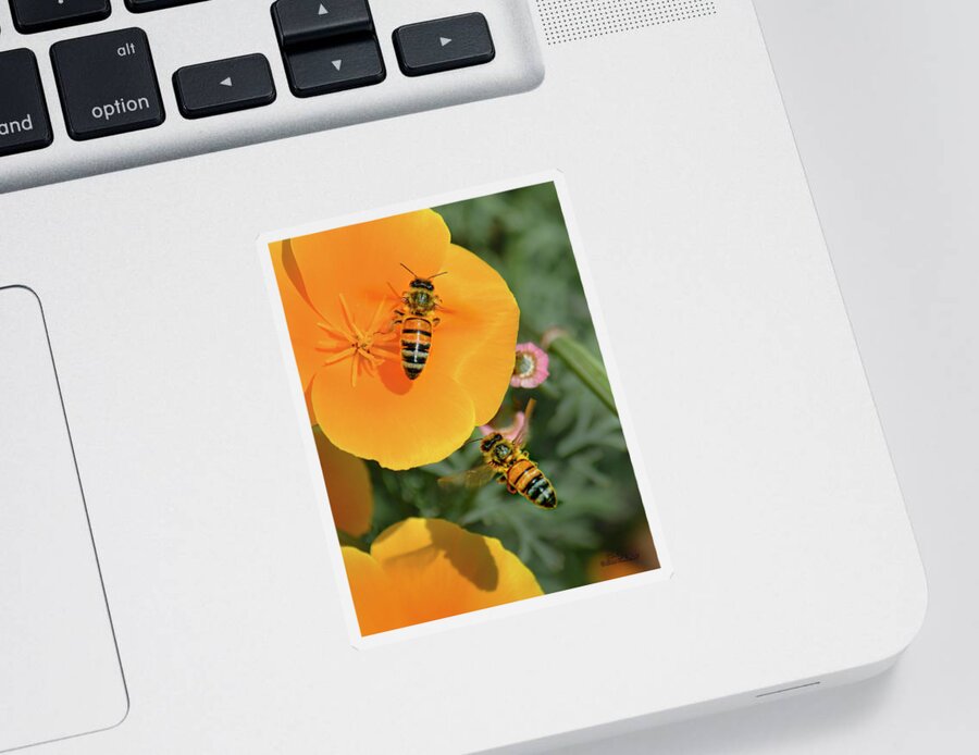 Bee Sticker featuring the photograph Lessons from Bees by Brian Tada
