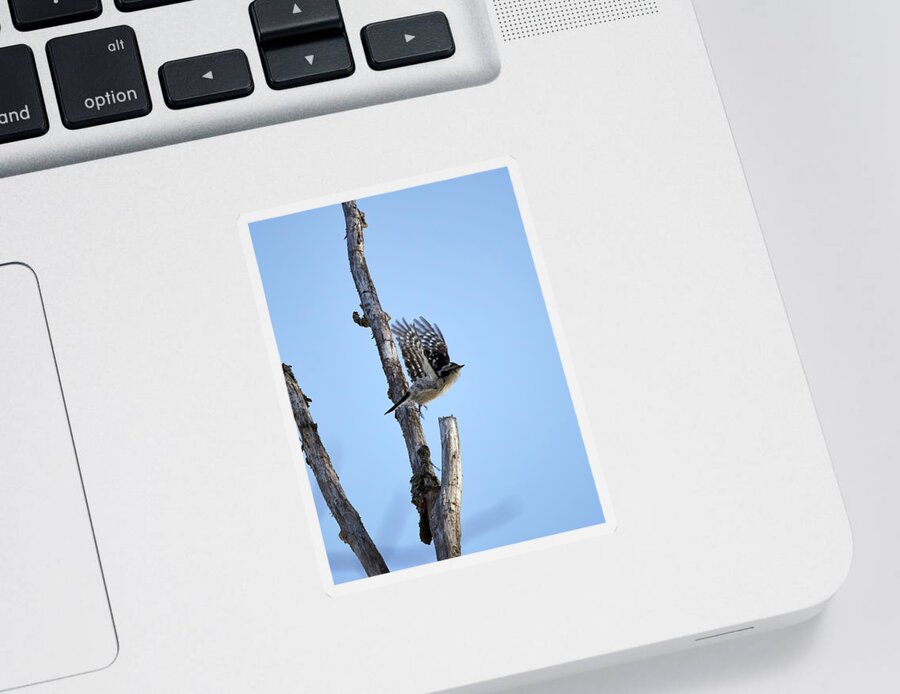 Dendrocopos Minor Sticker featuring the photograph Let's go my friend. Lesser spotted woodpecker by Jouko Lehto