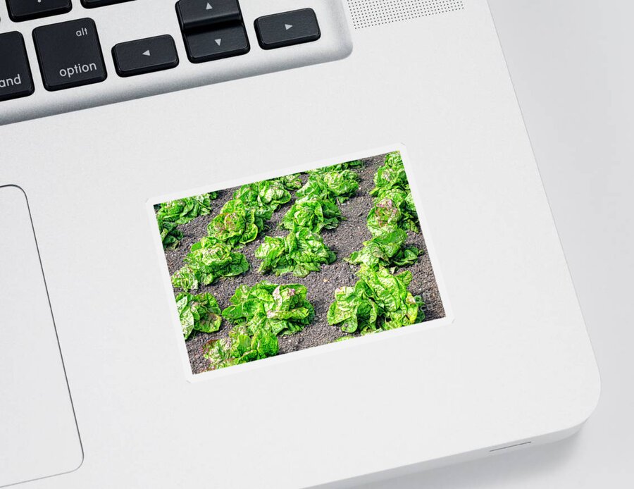 Lettuce Sticker featuring the photograph Lettuce by Olivier Le Queinec