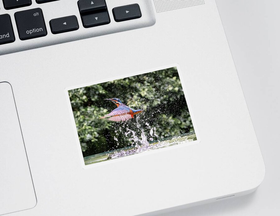Kingfisher Sticker featuring the photograph Levitation by Mark Hunter