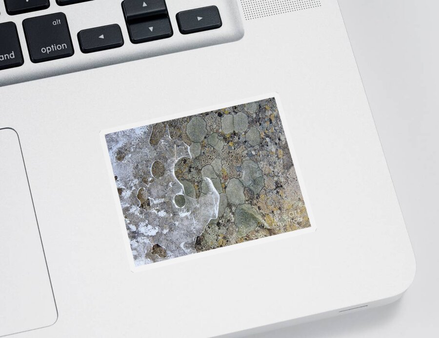 Lichen Sticker featuring the photograph Lichen and Ice by Nicola Finch