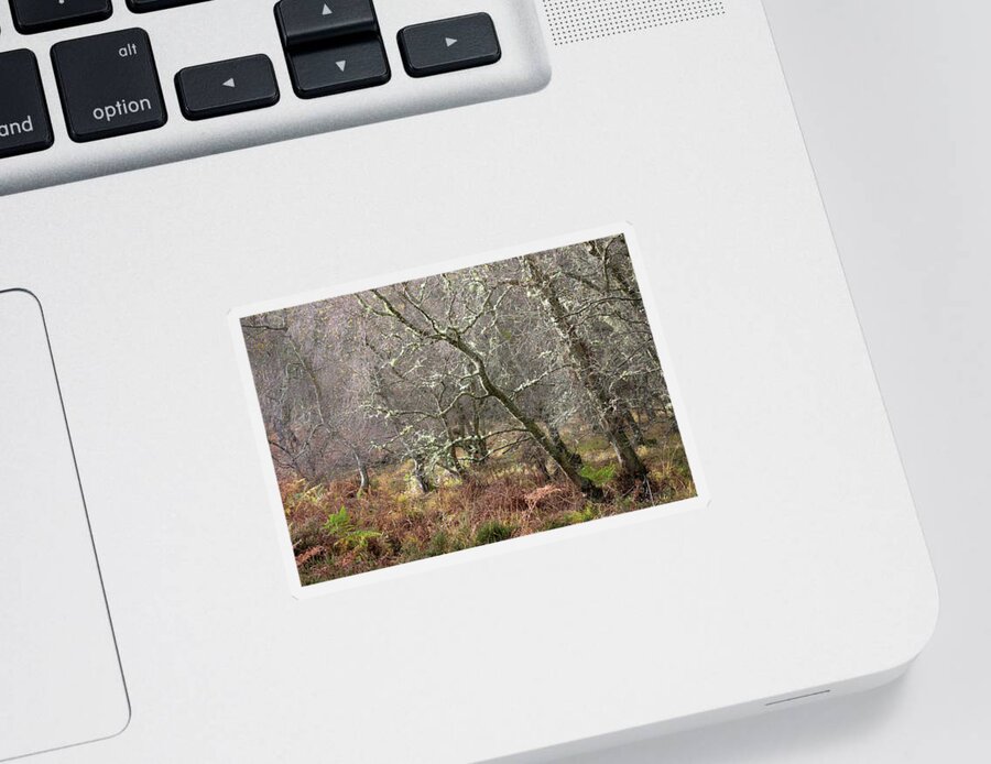 Lichen Sticker featuring the photograph Lichen covered trees in Autumn by Anita Nicholson