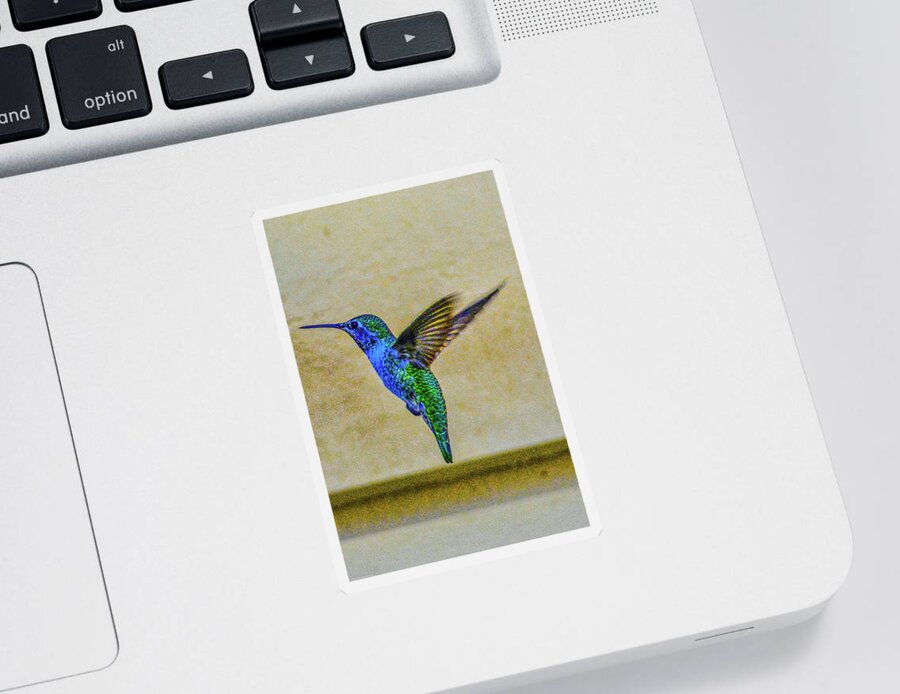 California Sticker featuring the photograph Lidia's Summer Hummingbird by Tommy Anderson