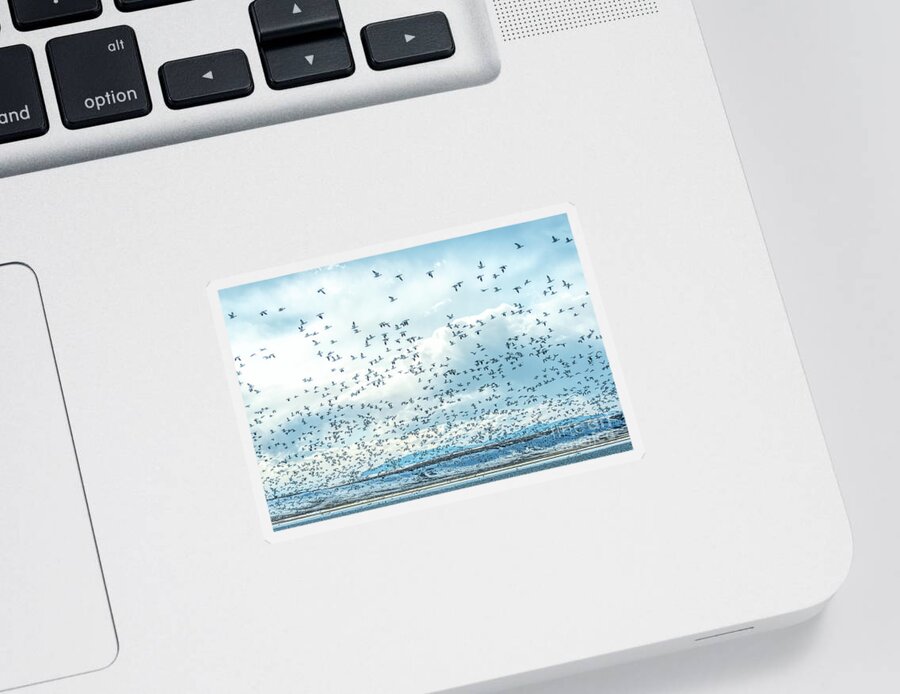 Snow Geese Sticker featuring the photograph Lift-Off by Pamela Dunn-Parrish