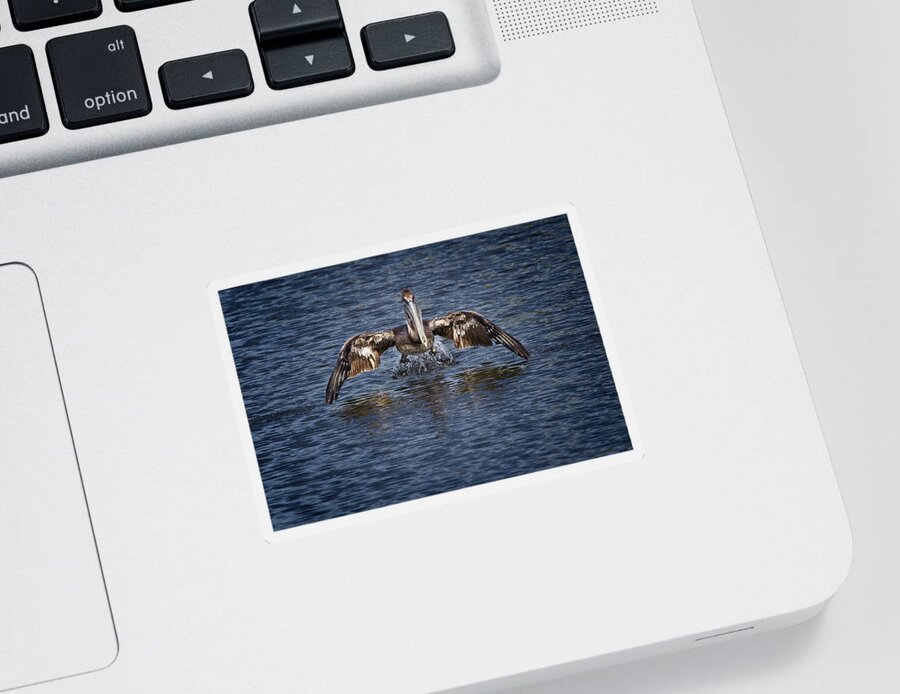 Brown Pelican Sticker featuring the photograph Liftoff by Ronald Lutz