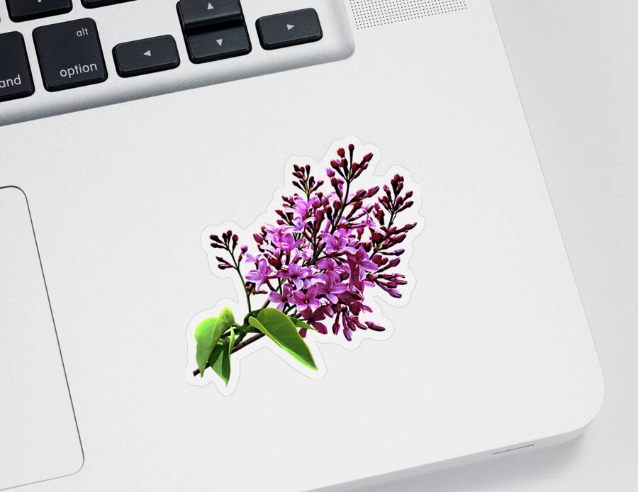 Lilacs Sticker featuring the photograph Lilacs Starting to Open by Susan Savad