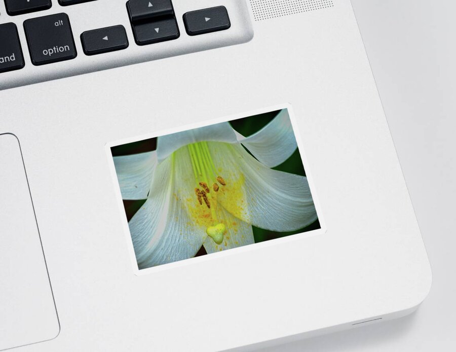 Nature Sticker featuring the photograph Lily by George Taylor