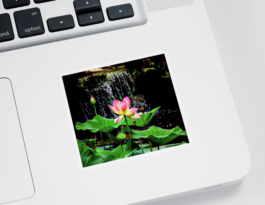 Lily Sticker featuring the photograph Lily in a Pond by Waterfall by Faith Burns