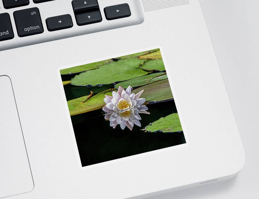 Aquatic Sticker featuring the photograph Lily Reflection by Brian Shoemaker