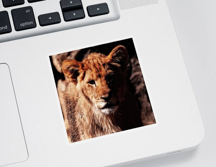 Lion Cub Male Portrait Sticker featuring the photograph Lion Cub Male portrait 001 by Flees Photos