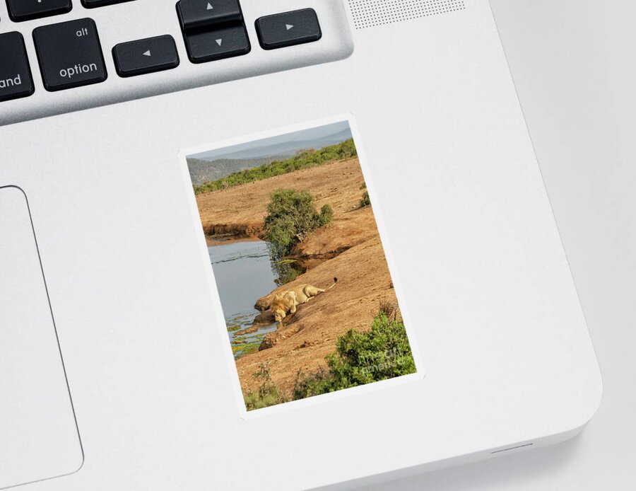 Addo National Park Sticker featuring the photograph Lion drinking at watering hole by Patricia Hofmeester