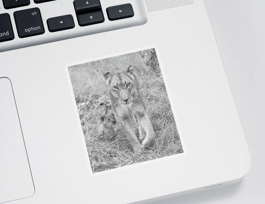 Lioness Sticker featuring the photograph Lioness and Cub Walking by Rebecca Herranen