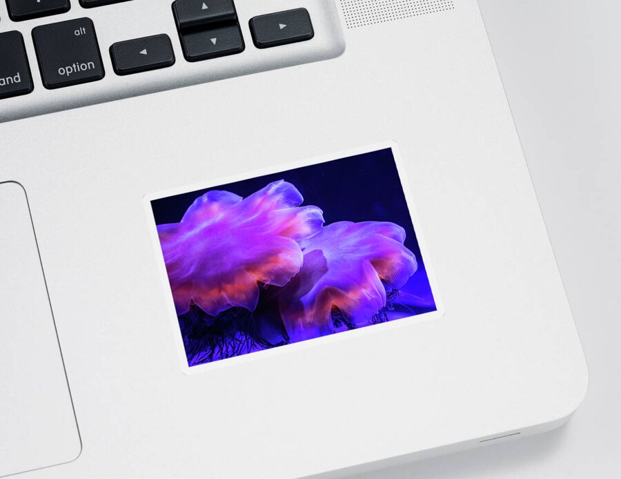 Sea Life Sticker featuring the photograph Lion's Mane Jellies by Bob Cournoyer