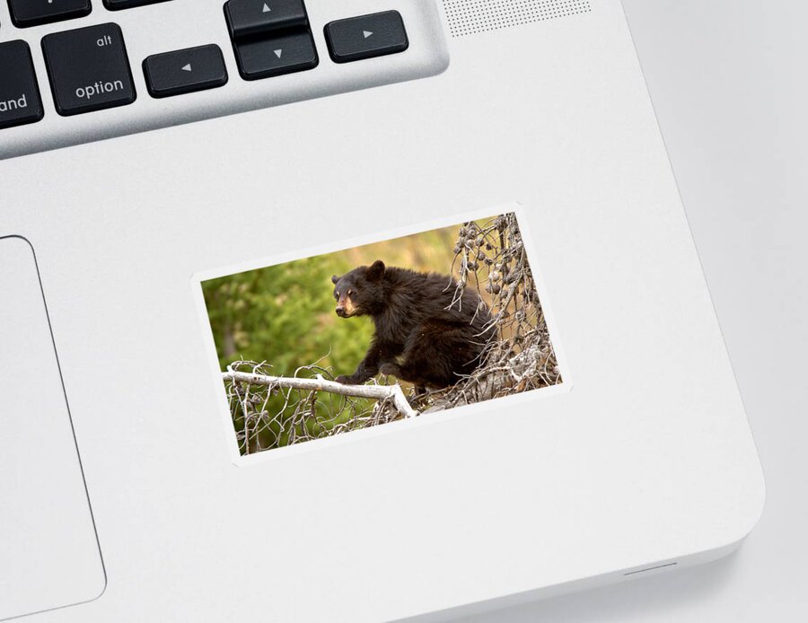Black Bears Sticker featuring the photograph Listening In The Tree Tops Crop by Adam Jewell