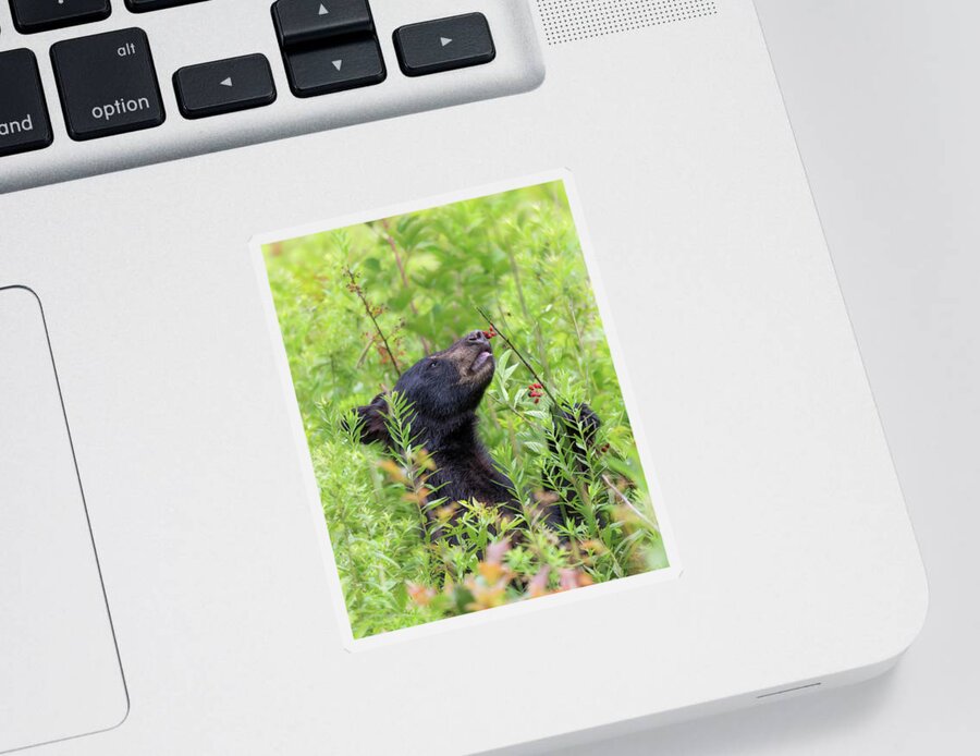 Black Bear Sticker featuring the photograph Little Berry Eater - Black Bear Yearling by Susan Rissi Tregoning