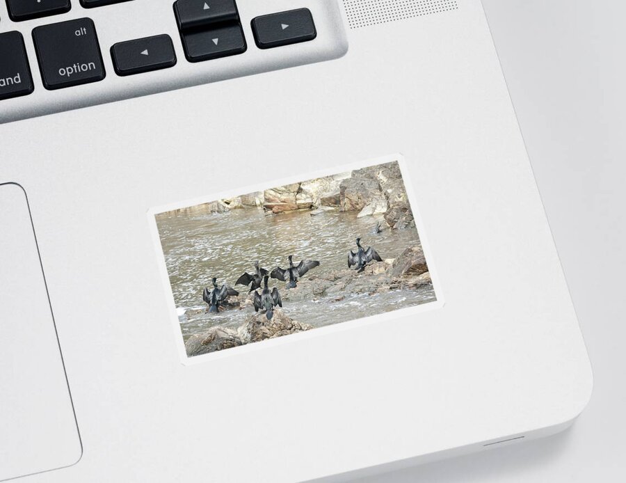 Animals Sticker featuring the photograph Little Black Cormorants Drying Their Wings by Maryse Jansen