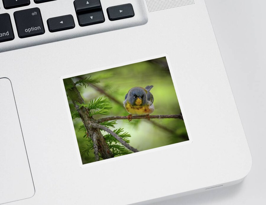Warbler Sticker featuring the photograph Little Cutie by Michelle Wittensoldner