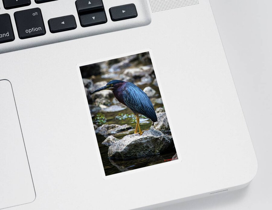 Heron Sticker featuring the photograph Little Green Heron by Rene Vasquez