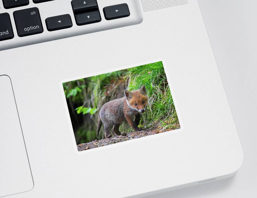 Cute Sticker featuring the photograph Little Red Fox in Forest by Arterra Picture Library