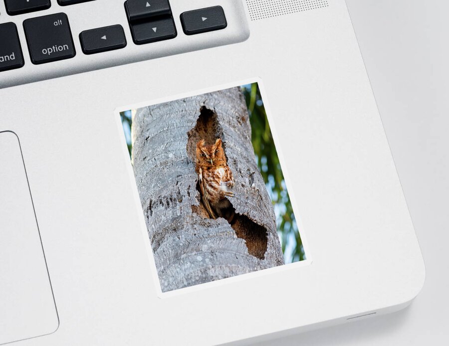 Owl Sticker featuring the photograph Little Owl  by Laura Fasulo