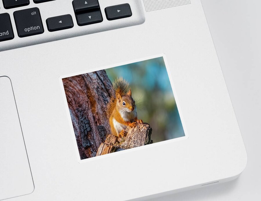Squirrel Sticker featuring the photograph Little squirrel 2 by Lilia S