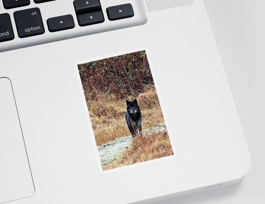 Wolf Sticker featuring the photograph Lone Black Wolf by Peggy Collins