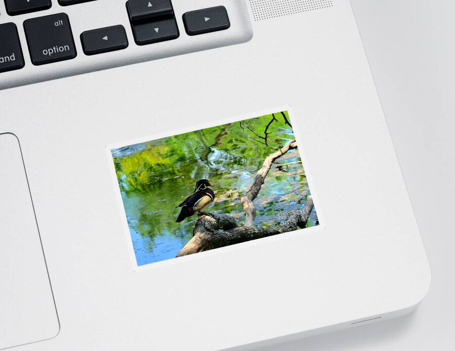 Mallard Sticker featuring the photograph Lone Mallard Under a Tree by Expressions By Stephanie