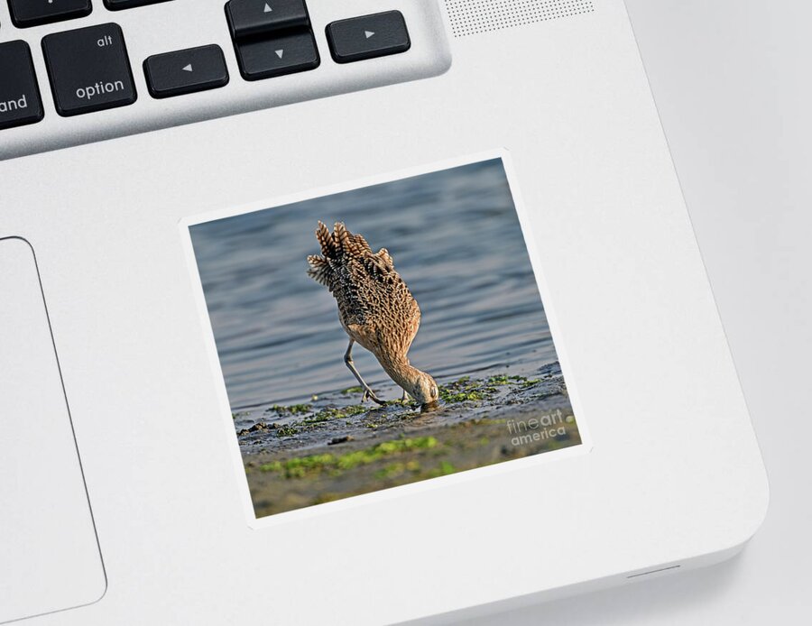 Long-billed Curlew Sticker featuring the photograph Long-billed Curlew by Amazing Action Photo Video