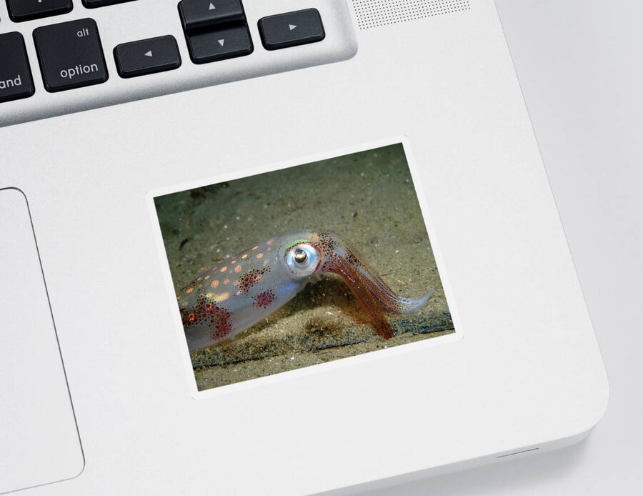 Squid Sticker featuring the photograph Longfin Squid by Brian Weber