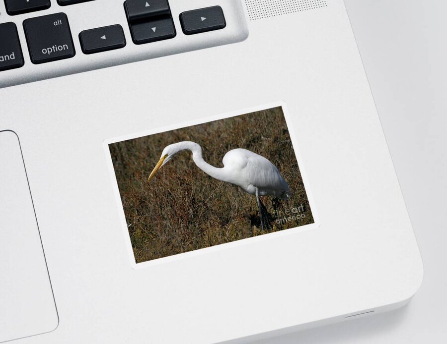 Great Egret Sticker featuring the photograph Looking for Lunch by fototaker Tony
