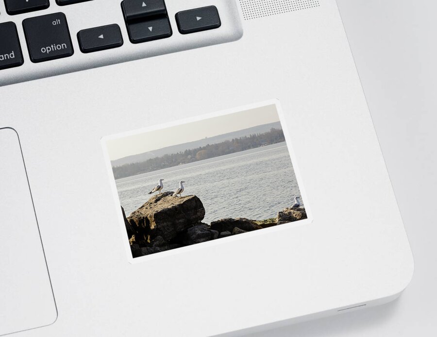 Larus Sticker featuring the photograph Looking out by SAURAVphoto Online Store