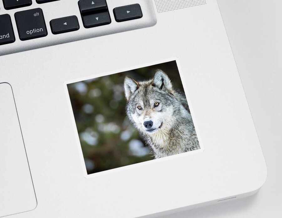 Gray Wolf Sticker featuring the photograph Looking to Cross by Max Waugh