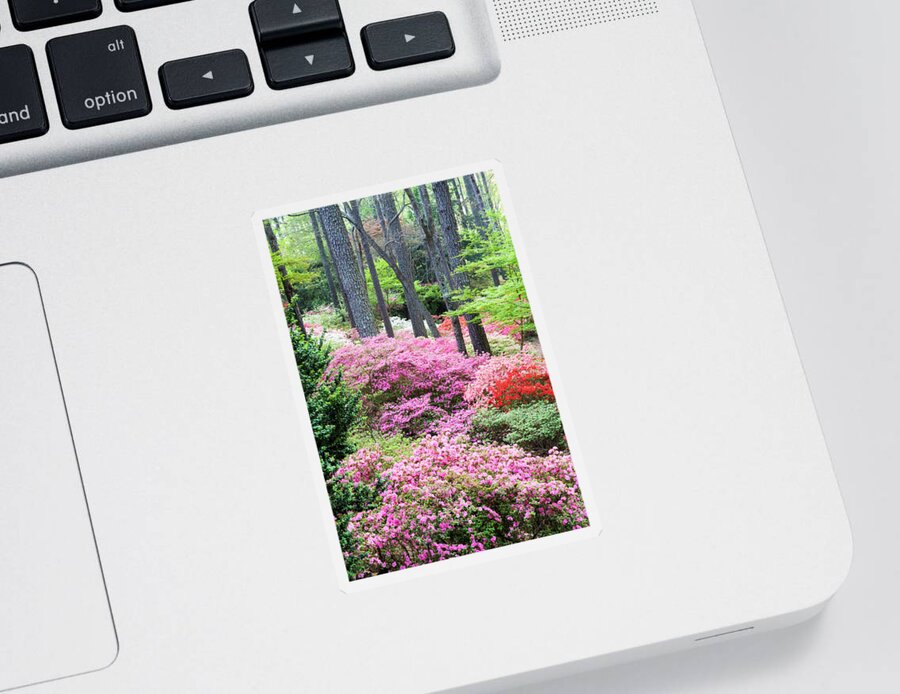 Azalea Sticker featuring the photograph Lost in the Azaleas by Eggers Photography