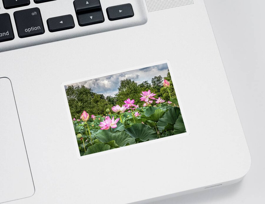 Lotus Flowers Sticker featuring the photograph Lotus Pond by Elvira Peretsman